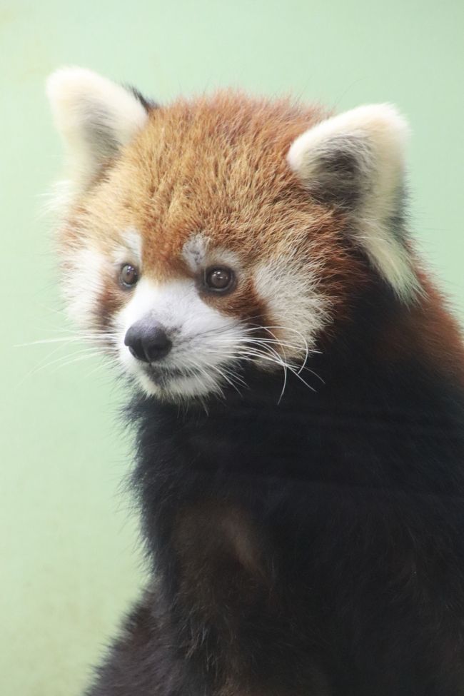 初秋 残暑の千葉市動物公園 前編 レッサーパンダ 特集 換毛を終えてぴかぴかになった風太くん一家総勢７頭 １日救急隊員の風太くん着ぐるみや生誕15年の風太くん写真展や国際レッサーパンダデーを前にして増えた売店のレッサー グッズも 千葉市 千葉県 の旅行記