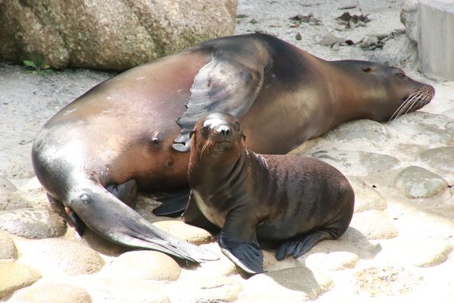 初秋 残暑の千葉市動物公園 後編 園長ガイドに初参加 楽しみにしていたフラミンゴのひなやカリフォルニアアシカの赤ちゃん 可愛さが増したアカハナグマ ねばった甲斐あった動物 科学館の中南米の小型ザルたち 千葉市 千葉県 の旅行記 ブログ By まみさん フォー