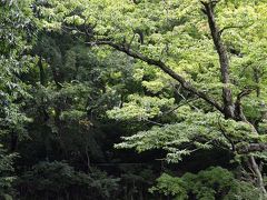 最後に再び雲場池に立ち寄りました。
周囲の別荘にも明かりが灯り閑静な旧軽井沢のたたずまいが戻ってきました。