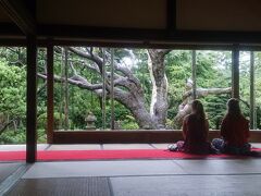 次は、宝泉院へ。
巨大な五葉の松の額縁庭園。
しばらく庭を眺めて、ぼーっとしています。