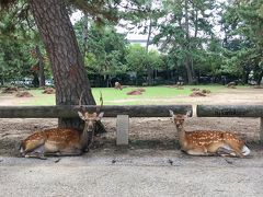 ならまちエリア徘徊のあと北上して、奈良公園あたりをウロウロ。
本日のハイライト、鹿さんです。
どこにでもいます。
