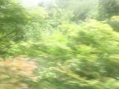 叡山電車の車窓から眺める青もみじ。
新緑がまぶしい！