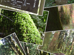 箱根旧街道杉並木を歩きました。