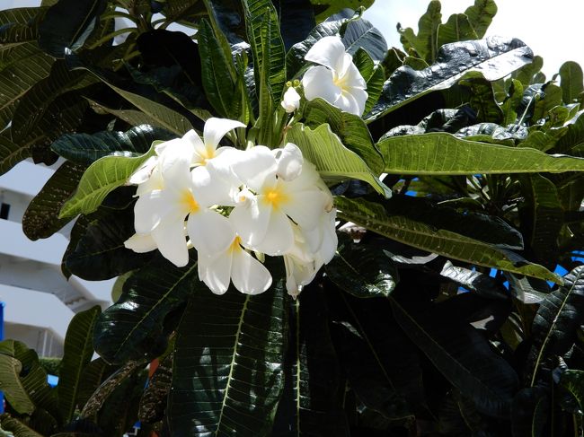 南国の花。プリメーラ？