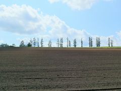 マイルドセブンの丘では、麦畑の斜面の頂上にカラマツの木々が横一列に並んでいます。