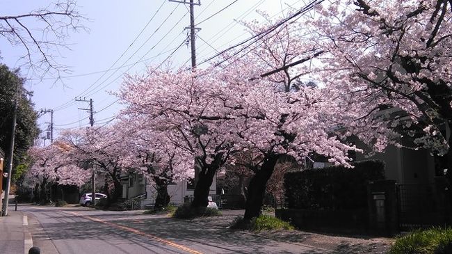 桜散歩in鎌倉山 スイーツin鎌倉山 鎌倉 神奈川県 の旅行記 ブログ By 旅遊de道楽さん フォートラベル