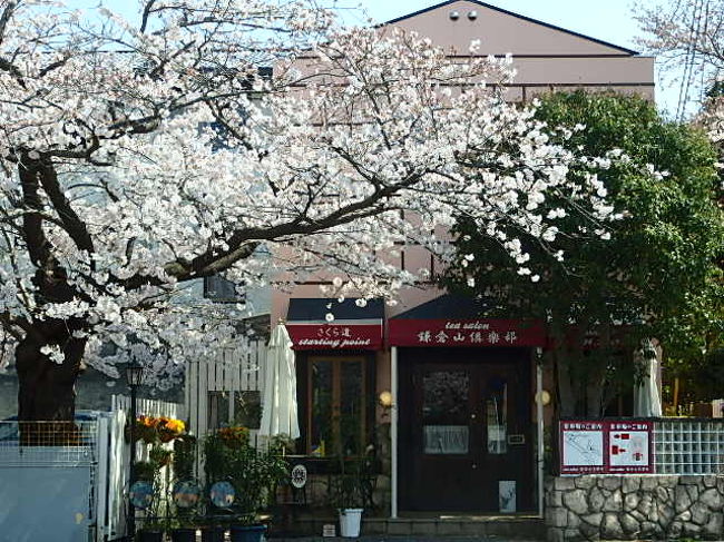 桜散歩ｉｎ鎌倉山 スイーツｉｎ鎌倉山 鎌倉 神奈川県 の旅行記 ブログ By 旅遊de道楽さん フォートラベル