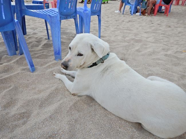 今日のサテ。<br />お店の回りに野犬が来ると追い払ったり、<br />大きい声が聞こえると一目散に駆けて行く。<br />そしてちゃんと誉めるお店の人たち。<br />素晴らしい絆だ。
