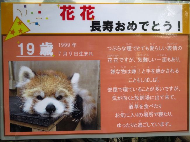 レッサーパンダの赤ちゃん公開開始の初秋の多摩動物公園へ はじめまして 多摩リーファ 李花 ちゃん 久しぶりのアフリカ圏を満喫 キリンの子供がたくさん カンガルーファィテイング やっと見られたオランウータンの赤ちゃんのロキくん コアラのユーカリ交換