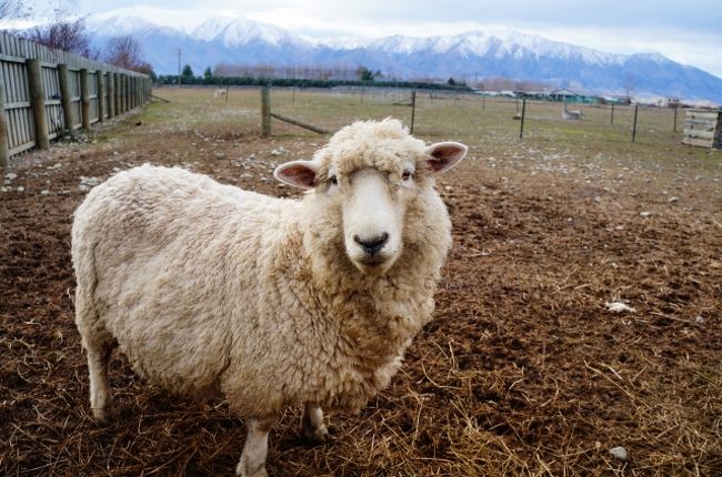 真冬のnz絶景ドライブ スノーボード 冬トレッキング 星空観測を満喫 New Zealand In Mid Winter Full Of Winter Activities アオラキ マウントクック国立公園周辺 ニュージーランド の旅行記 ブログ By ノーーウォリーズさん フォートラベル 真冬のnz絶景ドライブ スノーボード 冬トレッキング 星空観測を満喫 New Zealand In Mid Winter Full Of Winter Activities アオラキ マウントクック国立公園周辺 ニュージーランド の旅行記 ブログ By ノーーウォリーズさん フォートラベル