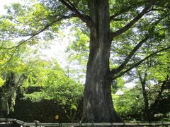 藤村記念館前の大楠