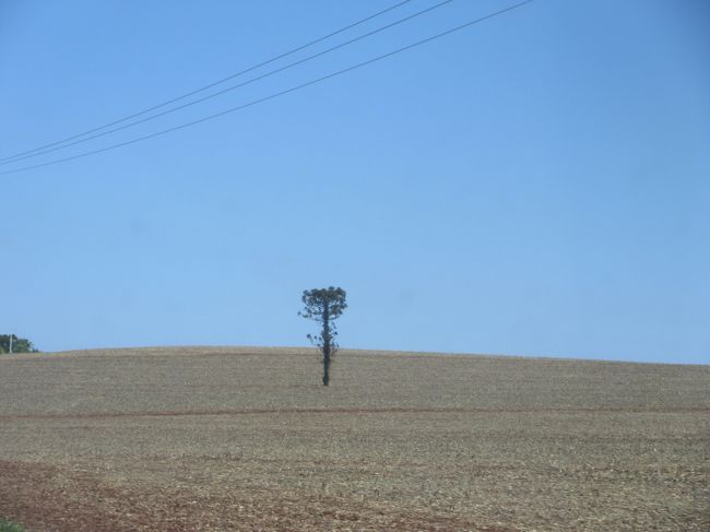 ピニェイロ（パラナ松）が１本<br />　昔は全域でピニェイロが茂ってたのに<br />　　伐採されて農場に変わってしまった<br />原始時代の木なんだってね<br />　生きる化石と言われている<br />　　その実・ピニャンは日本のナッツにも入ってるよ<br /><br />