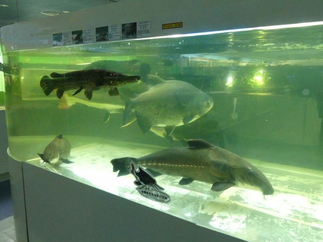 閉館が近づいた東京タワー水族館に行きました 18 9月 東京の旅行記 ブログ By Minamicazeさん フォートラベル 閉館が近づいた東京タワー水族館に行きました 18 9月 東京の旅行記 ブログ By Minamicazeさん フォートラベル
