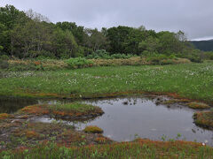 目の前が開けると、目指す田代平湿原が。
大好きな池塘が木道脇に見え、足取りも軽やかに。