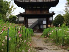 9：10　般若寺（はんにゃじ）

飛鳥時代創建の古刹、奈良のコスモス寺。
彼岸花は見頃、コスモスは咲き始め。


拝観料　500円
駐車場　500円（9/22～有料）