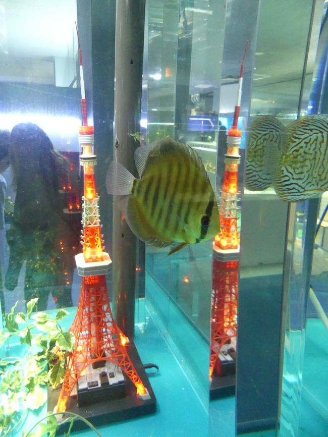 閉館が近づいた東京タワー水族館に行きました 18 9月 東京の旅行記 ブログ By Minamicazeさん フォートラベル 閉館が近づいた東京タワー水族館に行きました 18 9月 東京の旅行記 ブログ By Minamicazeさん フォートラベル