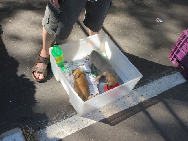 子犬を貰って下さ～い！<br />　と言われたが、我が家には既に１匹居る<br /><br />