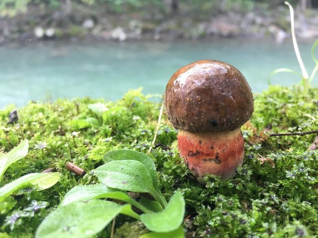 18夏 奥入瀬野外博物館 苔キノコ散策 奥入瀬 蔦の森 奥入瀬 十和田湖 青森県 の旅行記 ブログ By Eurokoさん フォートラベル 18夏 奥入瀬野外博物館 苔キノコ散策 奥入瀬 蔦の森 奥入瀬 十和田湖 青森県 の旅行記 ブログ By Eurokoさん フォートラベル
