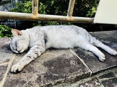 千光寺にお参りした後は、
猫の細道を通って、街中へと向かいます。
（千光寺での写真を撮るの忘れました。
すみません。。）

お昼寝中の猫を発見しました～～(^_-)-☆

尾道は「猫の街」といわれますが、
その日 出会うことができたのは、
２匹だけでした(-_-)　残念。