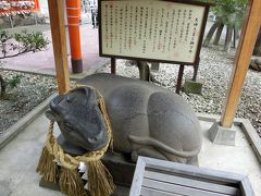 さて、榴岡天満宮にやってまいりました。
唐門の前、「撫で牛」が鎮座しております。
菅原道真公（天神さま）と丑（牛）のつながりは強く、丑年にお生まれになり、お亡くなりになられたとき、轜車（じしゃ・棺を乗せた車）を牛にひかせ、大宰府の丑寅（北東）の方向を墓所とされました。
ですから、天神さまの御使いとされており、この撫で牛は天神さまと参拝者を繋ぐ重要な役割を果たしております。
鹽竈神社にも撫で牛はありますが、こちらは商売繁盛に御利益があります。
（牛のよだれのように細く長くという意味が込められております。）