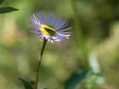 ボウ峠は高山植物の宝庫