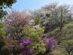 翌日はみんなでお出かけです。まずは広島市植物公園へ。
入場料は大人510円でした。
桜一色ではない、こういう色とりどりの風景もよいものです。