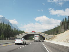 今日はバンフロッジをチェックアウトして　移動です

バンフから　Trans-Canadaハイウェイを北上中


これは　動物が道路を渡るための　動物たちのための橋になります

アニマルオーバーパス　

バンフには6つ橋があるそうです

 