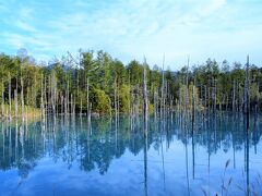 青い池。
十勝岳の火山泥流災害を防ぐため
美瑛川に作られた堰堤です。
人口池に枯れ立つ白樺たちが印象的。
なぜ青いのかは不明だそうです。