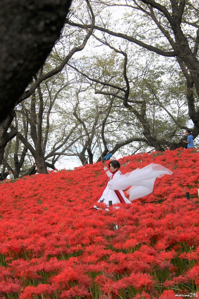 幸手権現堂堤の曼珠沙華まつり 幸手 久喜 栗橋 埼玉県 の旅行記 ブログ By Morino296さん フォートラベル 幸手権現堂堤の曼珠沙華まつり 幸手 久喜 栗橋 埼玉県 の旅行記 ブログ By Morino296さん フォートラベル