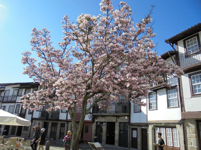 桜が咲いています。