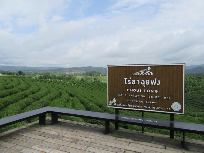 遠くのほうで茶摘みをしているのが見える。