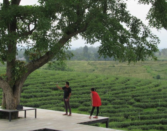 もともとタイ人は茶をまったく飲まない人々なのだが（華人を除く），最近のアジアでは「Thai Tea」の人気が著しい。<br /><br />タイの茶は今後もますます注目を集めていくのかも知れない。