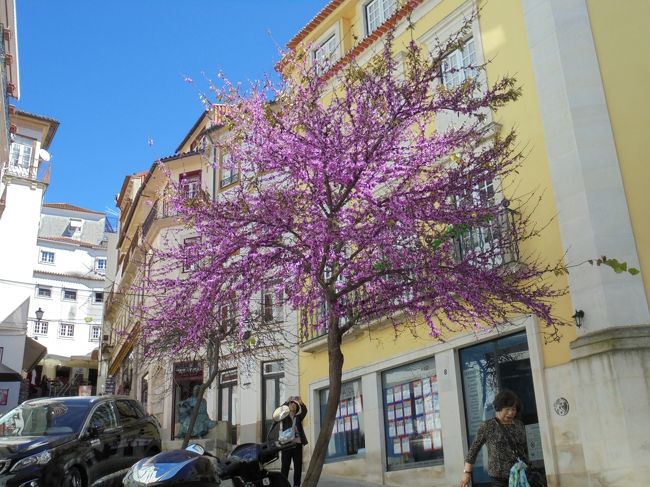 紫の花が満開。