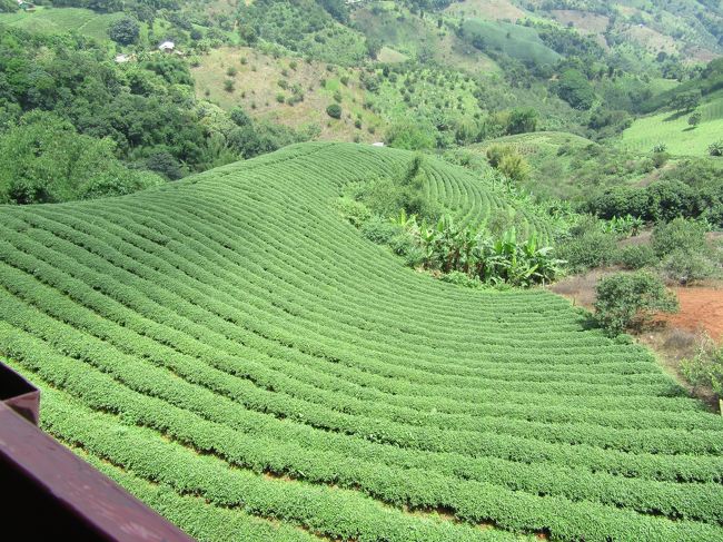 眼下は一面の茶畑である。
