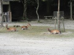 宿に帰る途中道に迷ってしまい紅葉谷公園に来たら子鹿がいました。
