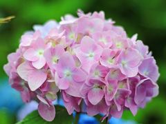 そろそろ花に参りましょう。
北海道の花の盛りは夏です。しかも、短いシーズンに咲きますので、写真のアジサイからひまわり、さらには本州なら秋の花コスモスまで、ありとあらゆる花が夏に咲きます。