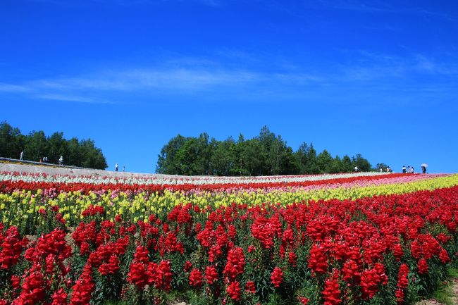 北海道四季の旅 夏編 その1 富良野 北海道 の旅行記 ブログ By Massiさん フォートラベル 北海道四季の旅 夏編 その1 富良野 北海道 の旅行記 ブログ By Massiさん フォートラベル