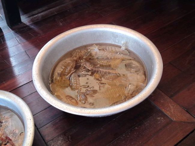 船に乗り移ってきて、押売り？<br />買えばそのまま厨房で調理してもらえる。<br />シャコおっきい。<br />横にはさっき食べたようなカニも。