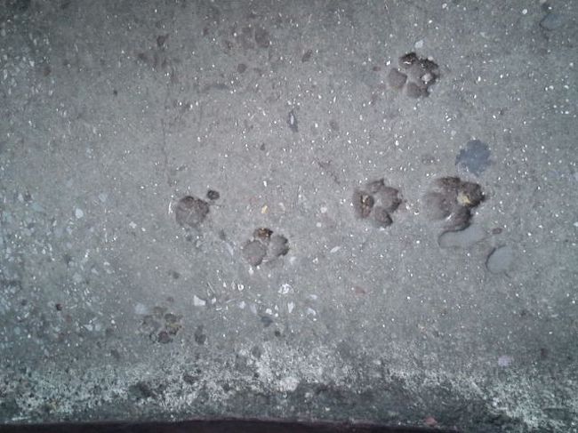 通路のコンクリートに動物の足跡が付いてた。