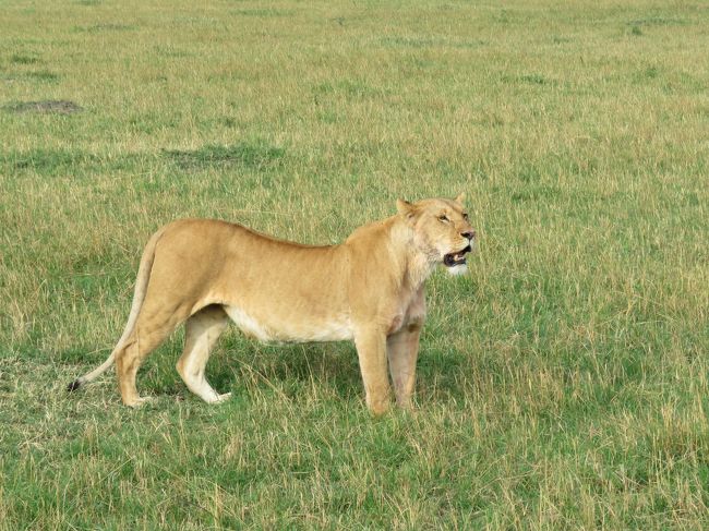 ケニア マサイマラとナイロビでサファリ三昧の一人旅 その2 マサイマラ編1 2日目 マサイマラ国立保護区周辺 ケニア の旅行記 ブログ By 二条まゆらさん フォートラベル