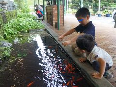 ホテルの前の池で金魚にエサをあげています。