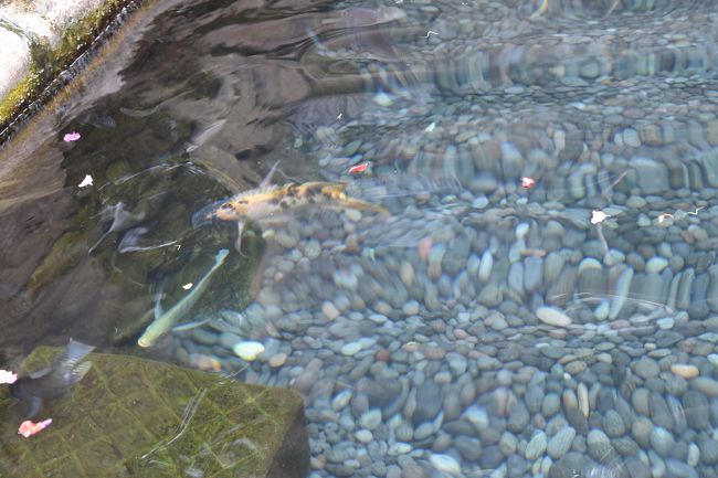 湧き水なのでとても綺麗、鯉が泳いでいました。
