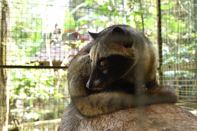 ジャコウネコもいましたよ