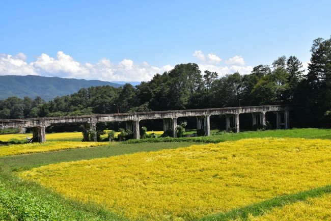 水道秋聖　「千野の池」 ❇️❇️❇️ 【千秋公園お堀の蓮の花】 . 千秋公園入口にある