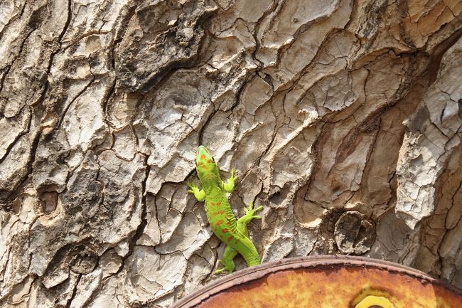 途中、木にいたヤモリを発見。