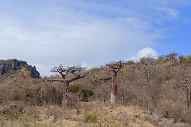 Ｔ字型のバオバブです。<br />フランス山の麓にあるアダンソニア・スアレゼンシスという種類のバオバブです。