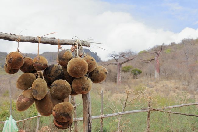 バオバブの実とＴ字型のバオバブ。