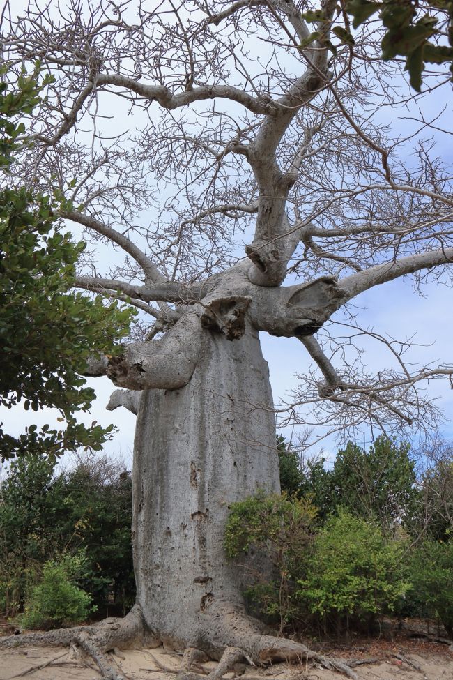 大きなバオバブに出会いました。<br />アダンソニア・マダガスカリエンシスという種類のバオバブです。