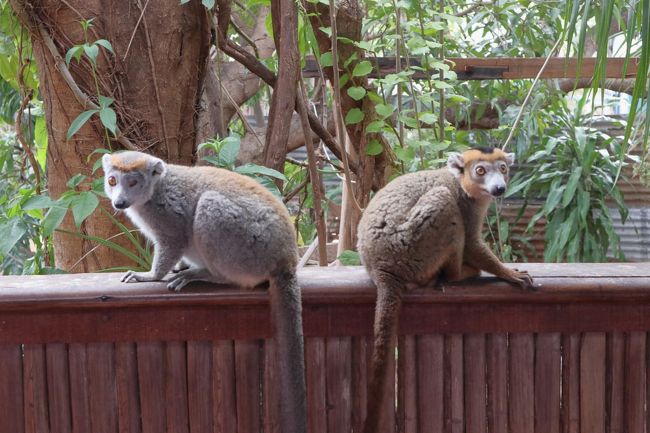 レストランにキツネザルが。<br />カンムリキツネザルだそうです。