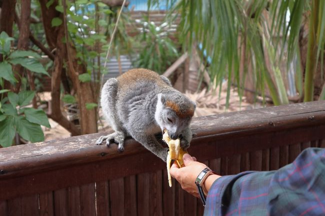 デザートにでたバナナをやっています。<br /><br />13：05　ホテルに向かい出発です。